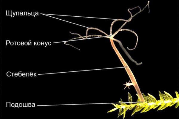 Ссылка на сайт блэкспрут blacksprut wiki